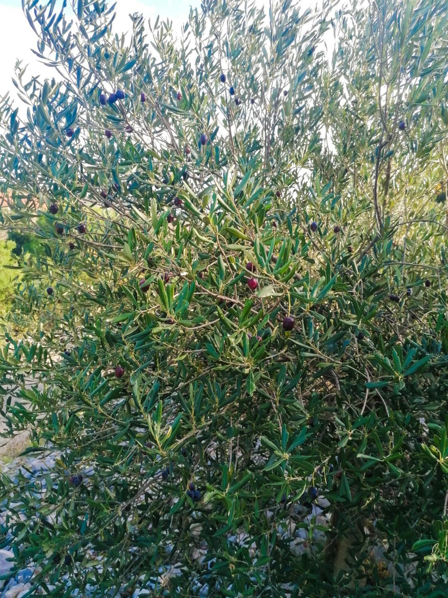 Vila Dolani Klek Εξωτερικό φωτογραφία