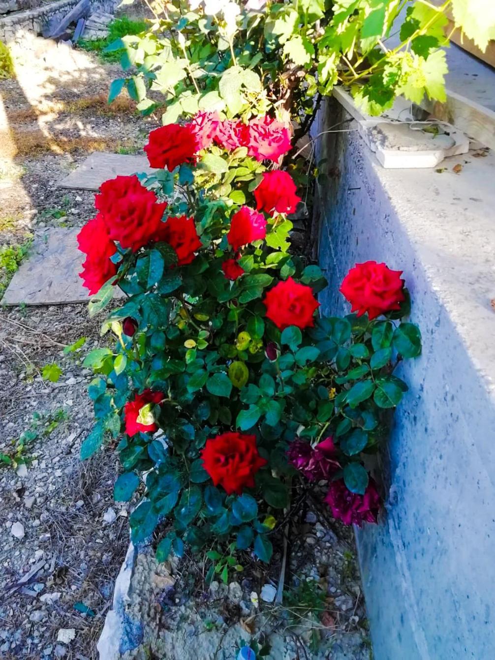 Vila Dolani Klek Δωμάτιο φωτογραφία